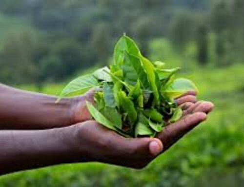 International Tea Day